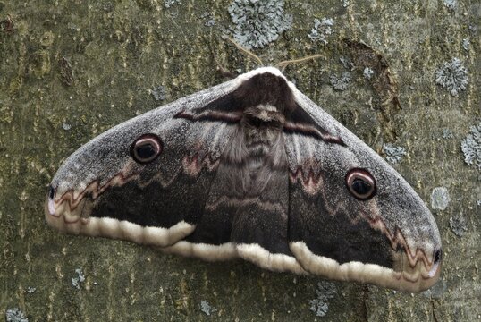 Giant Peacock Moth or Great Emperor Moth (Saturnia pyri), Schwaz, Tirol, Austria