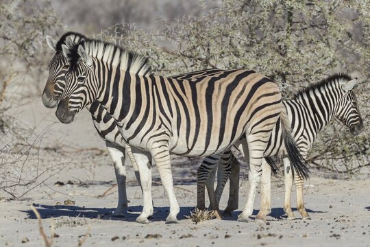 Plains Zebras (Equus quagga) with zebra foal, Etosha National Park, Namibia