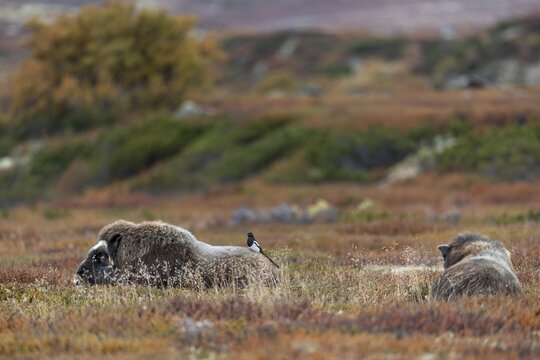 The look on the musk ox cow's (Ovibos moschatus) face quickly shows that it feels disturbed by the magpie standing on its back, the bird doesn't really care, annoyance, disturbance, autumn, autumn landscape, Ruska, tundra landscape, September, Norway