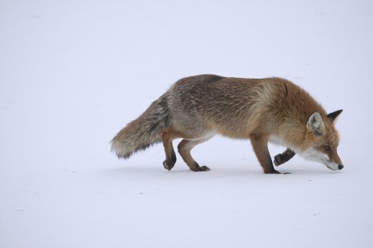Red fox (Vulpes vulpes) looking for mice in a snow-covered meadow, Allg&auml;u, Bavaria, Germany, Allg&auml;u/Bavaria, Germany