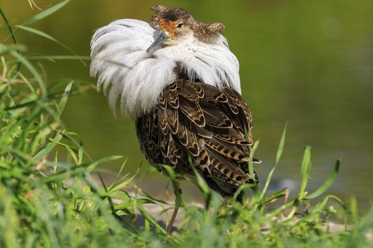 Bird with emphasised neck plumage, surrounded by green plants, Ruff (Calidris pugnax, Syn.: Philomachus pugnax), France