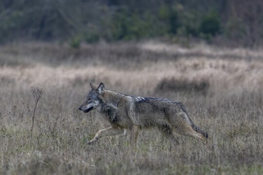 After the wolf (Canis lupus) has noticed a movement from me, it changes direction and passes me in parallel, shy, fearful, sceptical, insecure, Denmark