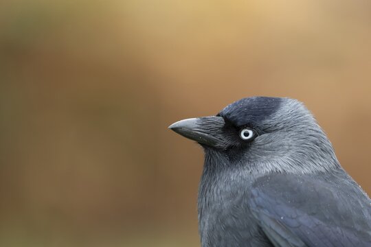 Jackdaw (Corvus monedula) adult corvid bird head portrait, England, United Kingdom