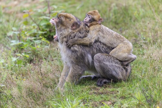 Barbary Macaque (Macaca sylvanus), adult and young, captive, Rhineland-Palatinate, Germany