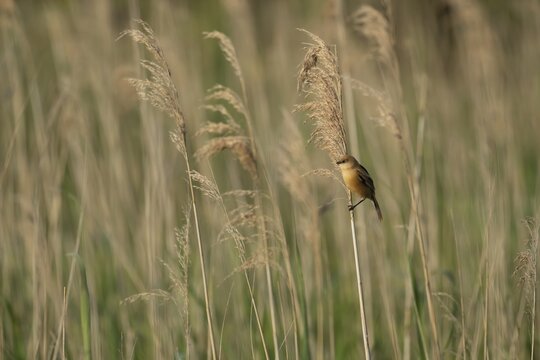 Bearded tit or reedling (Panurus biarmicus) juvenile bird on a Common reed (Phragmites australis) stem in a reed bed, England, United Kingdom