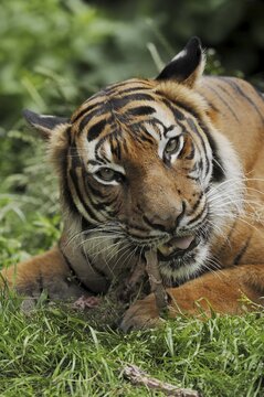 Sumatran tiger (Panthera tigris sumatrae), feeding, captive, occurring on Sumatra, Indonesia