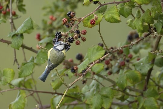 Blue tit (Cyanistes caeruleus) adult garden bird feeding on blackberries fruit in a hedgerow in summer, Suffolk, England, United Kingdom