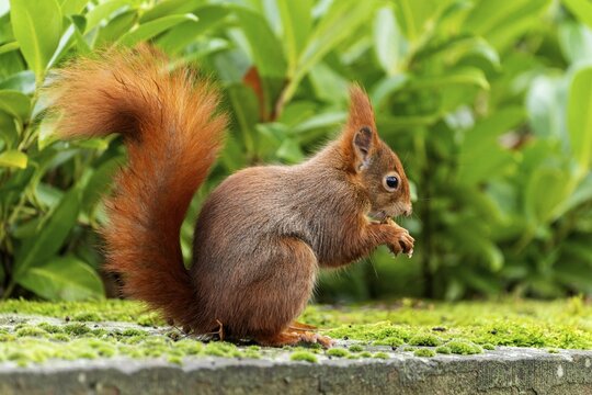 Eurasian red squirrel (Sciurus vulgaris) on a stone, wildlife, Germany