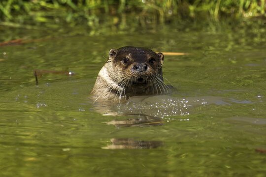 An otter pops its head out of the green water, European otter (Lutra lutra), Germany