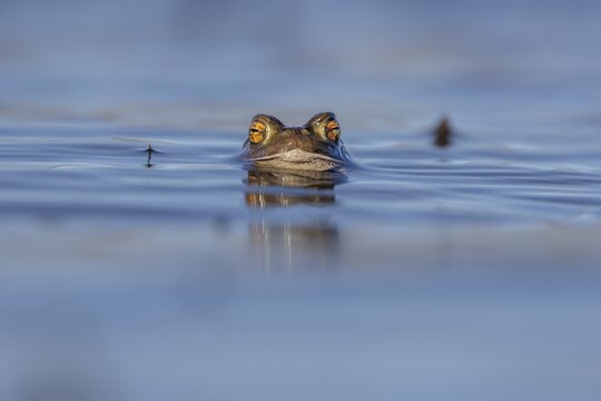 The horizontal, elliptical pupils of the male common toad (Bufo bufo) are an important distinguishing feature for all toad species, spawning season, Denmark