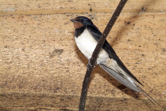 Barn Swallow (Hirundo rustica), Schwaz, Tyrol, Austria, Europe