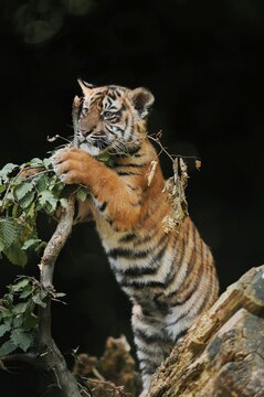 Sumatran tiger (Panthera tigris sumatrae), young, captive, native to Sumatra, Indonesia