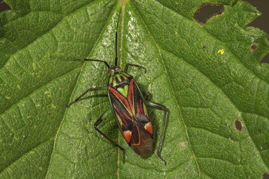 Soft bug (Actinonotus pulcher) on a leaf, Baden-W&uuml;rttemberg, Germany