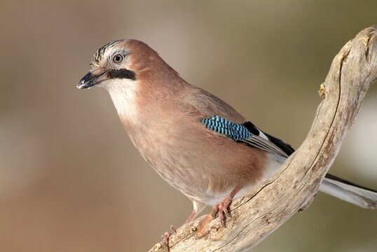 Eurasian Jay (Garrulus glandarius), Schwaz, Tyrol, Austria, Europe