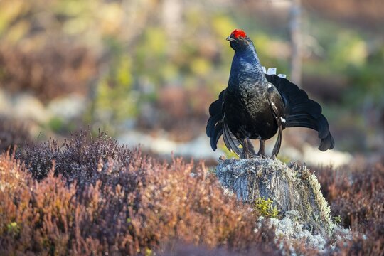 Black grouse (Lyrurus tetrix), black grouse courtship in Sweden, F&aring;gelsj&ouml;, G&auml;vleborgs l&auml;n, Sweden