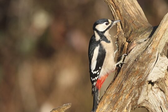 Great spotted woodpecker (Dendrocopos major) at winter feeding in the forest, Allg&auml;u, Bavaria, Germany, Allg&auml;u, Bavaria, Germany