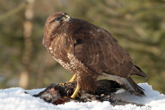 Common Buzzard (Buteo buteo) with kill, prey in the snow, Schwaz, Tyrol, Austria, Europe