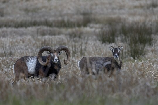 The moorland meadow apparently provides good food for mouflon rams (Ovis gmelini) and females, pair, couple, Germany