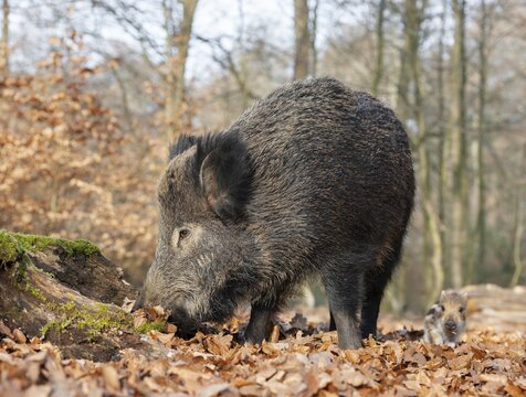 Wild boar, wild boar (Sus scrofa), a wild goat and a young boar looking for food in the forest, Germany