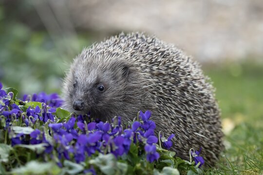 European hedgehog (Erinaceus europaeus) adult animal walking on a garden flower border with Dog violet flowers in spring, England, United Kingdom