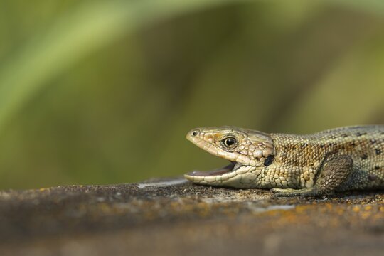 Common lizard (Zootoca vivipara) adult reptile animal with its mouth open yawning on a wooden sleeper, England, United Kingdom