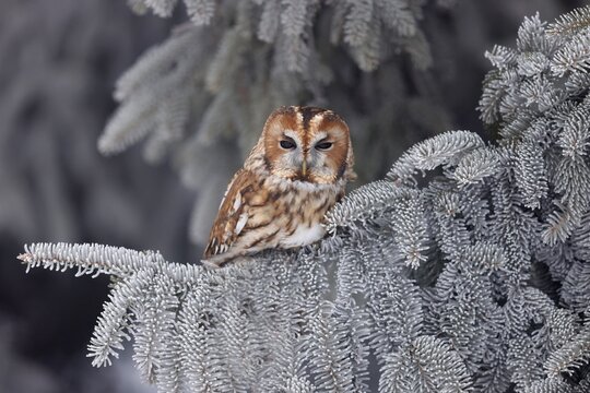 Tawny owl (Strix aluco) sitting on an icy branch, Czech Republic