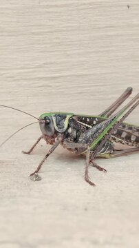 Close-up of big female of gray green bush-cricket invading city streets, sitting face to face on light concrete pavement wall at infestation time of long-winged wart-biter bush-cricket in urban area
