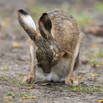 European hare (Lepus europaeus) sitting on a field path and cleaning itself, wildlife, Thuringia, Germany