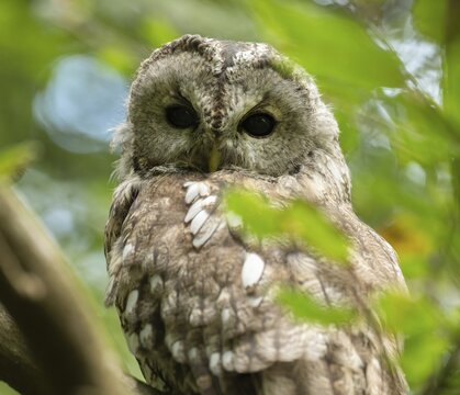 Tawny owl (Strix aluco) sitting in a tree, captive, Bavaria, Germany