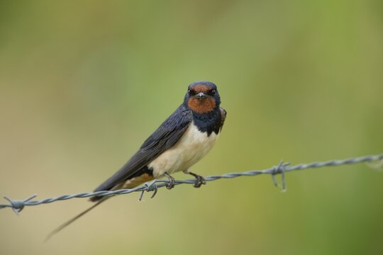 Barn swallow (Hirundo rustica) adult bird on a barbed wire fence in summer, England, United Kingdom