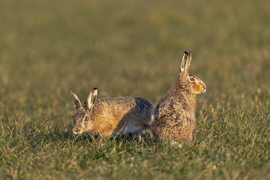 A buck cautiously approaches the fieldfare (Lepus europaeus) from behind, mating season, morning light, gathering season, spring, Germany