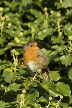 European robin (Erithacus rubecula) adult garden bird on an Ivy (Hedera helix) plant, Suffolk, England, United Kingdom