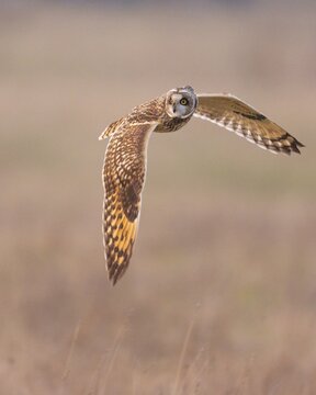 Short-eared Owl (Asio flammeus), in flight, flying, owl, Goldenstedt, Lower Saxony, Germany