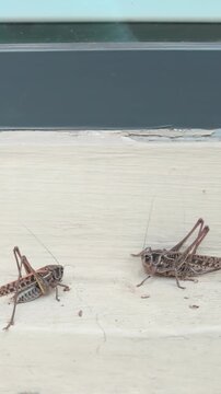 Panorama: Many bush-crickets invading city streets, sitting on concrete ledge by building window at infestation time of long-winged wart-biter bush-cricket in urban area. Grasshopper Invasion in city