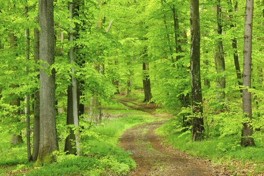Hiking trail through natural beech forest in spring, fresh green, large old beeches, Steigerwald, Bavaria, Germany