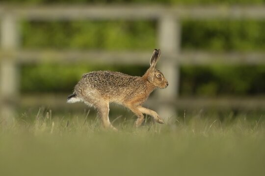European brown hare (Lepus europaeus) adult running across grassland, Suffolk, England, United Kingdom