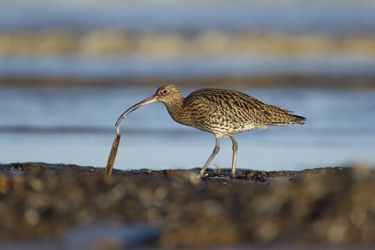 Eurasian curlew (Numenius arquata) adult wading bird feeding on a razorshell on a beach, Norfolk, England, United Kingdom