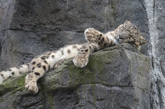 Snow leopard (Panthera uncia) lying on a rock, occurring in the Central Asian high mountains, captive