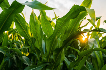 Fototapeta premium Corn field crop growing under golden sunlight with green maize leaves in an agricultural farm