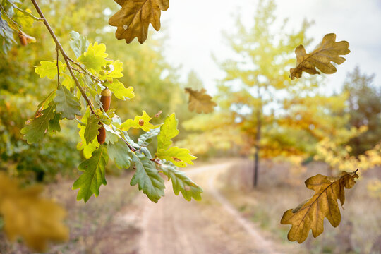 Autumn oak branch with acorns and colorful leaves above a winding forest path. Bright fall nature scene with golden foliage and warm sunlight in the park