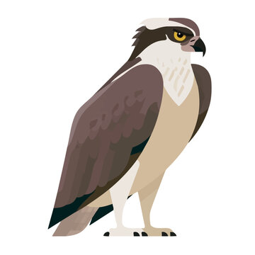 Clean flat 2D illustration of Osprey, simple contemporary design, isolated on a white background.