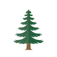 Fototapeta premium Flat 2D illustration of Cedar Tree, clean vector illustration style, isolated on a white background.