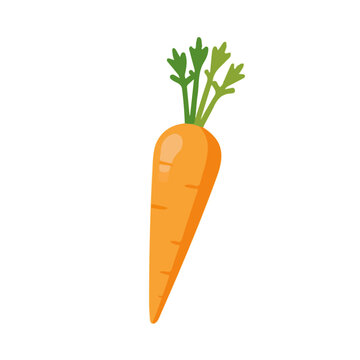 Flat 2D illustration of Carrot Root, clean vector illustration style, isolated on a white background.