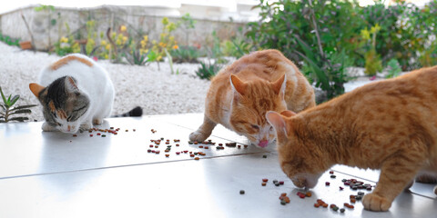 Colony of cats feeding. Wild cats living outdoors. A group of stray cats eating the dry cat food that their caregivers give them. © shintartanya