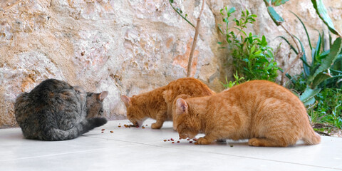 Colony of cats feeding. Wild cats living outdoors. A group of stray cats eating the dry cat food that their caregivers give them. © shintartanya