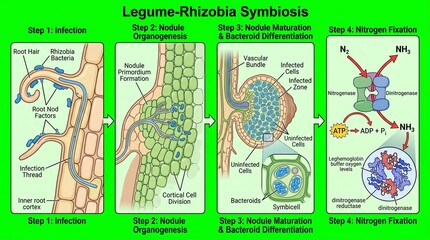 Obraz premium Educational Diagram Showing Legume Rhizobia Symbiosis and Nitrogen Fixation Process