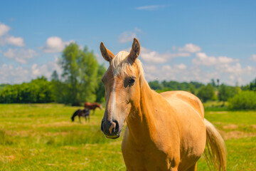 Obraz premium Palomino horse grazing in a sunny green meadow. Close up portrait of a beautiful horse eating grass in a pasture. Ranch life, equine animal in summer nature, freedom and rural farm.