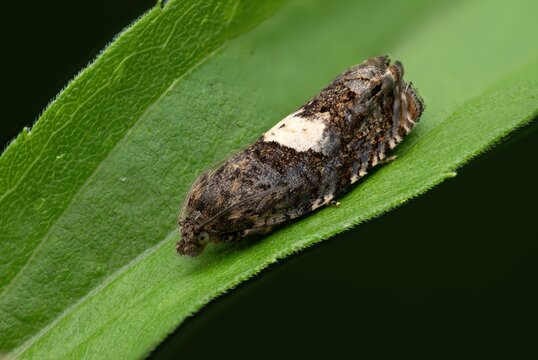 Macro Close-Up of a Tortrix Moth Resting on a Green Leaf