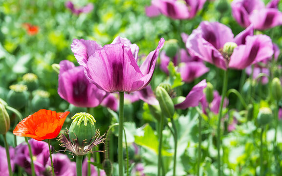 Closeup of opium poppy flowers with fragile petals in sunny field. Papaver somniferum and rhoeas. Beautiful delicate purple blooms, green capsules and buds with one wild red corn rose in sunlit scene.