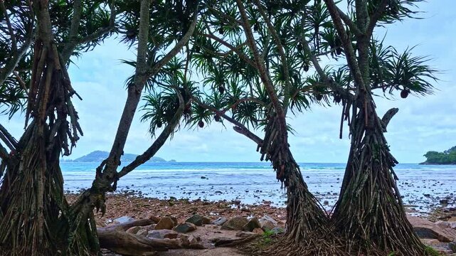A tranquil tropical beach scene framed by mature pandanus trees, revealing turquoise waters, a rocky shoreline, and a distant island under a dramatic sky in Kalim beach, Phuket, Thailand.
